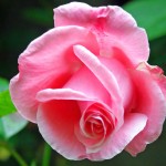 rose fleur fond d'écran